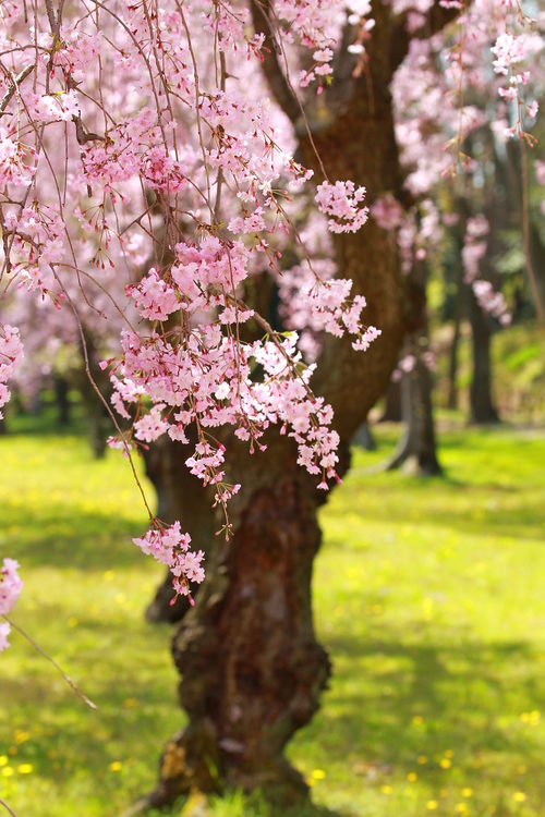 京都桜撮影2011・二条城_d0182403_1640386.jpg