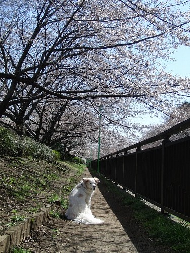 桜　と　見返りアイラ！　/  Islay with Sakura!!_a0032004_1341477.jpg