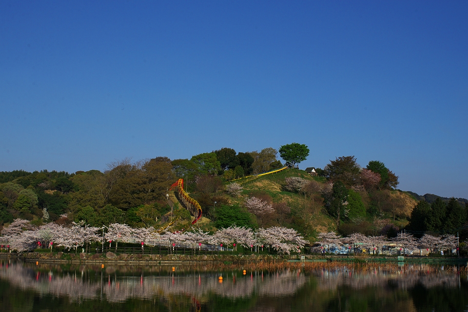 里桜も咲き出してきました_f0072008_046141.jpg