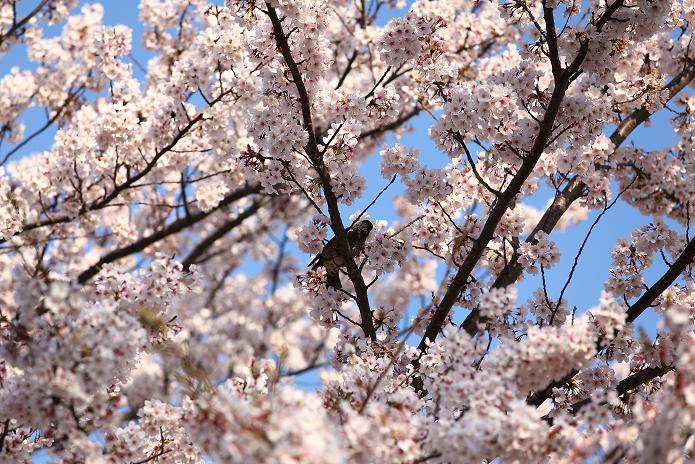 陽桜＆月桜＆ミル桜_c0159512_22252120.jpg
