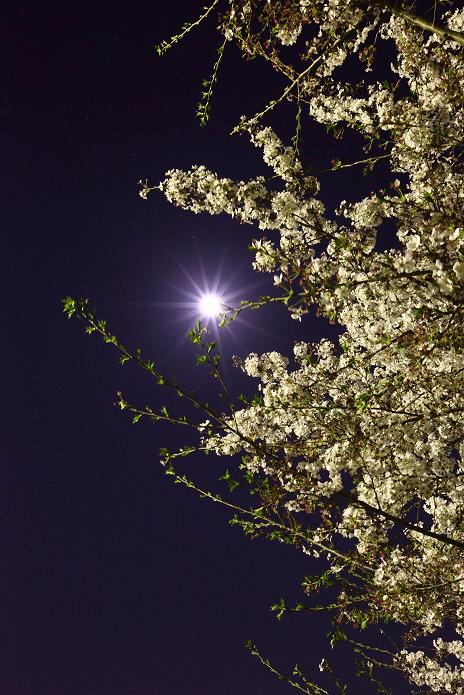 陽桜＆月桜＆ミル桜_c0159512_22303854.jpg