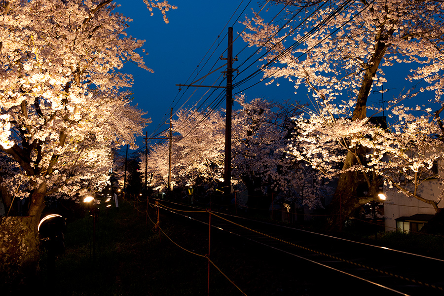 京都 嵐電 桜のトンネル_a0140914_0174466.jpg