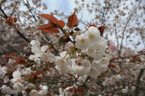 瀬戸川・蓮華寺池公園　花見～♪_b0093515_725596.jpg