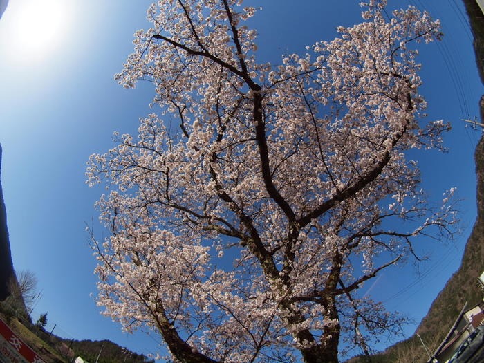 湯来町大橋の桜_c0116915_23501242.jpg