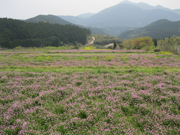 棚田は黄色からピンクへ_d0009116_11323744.jpg