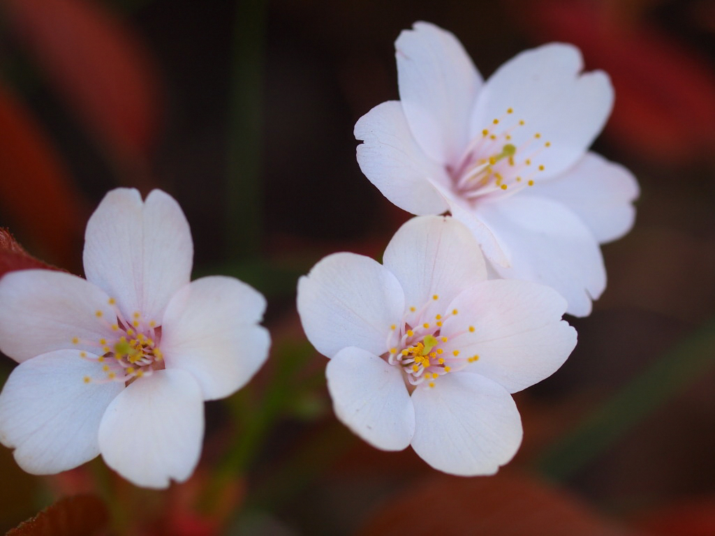 山桜 Welcome To Sasaki S Photoblog 山桜 Welcome To Sasaki S Photoblog