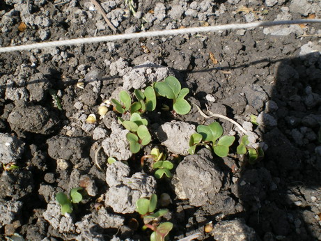 c0124619_0244534.jpg