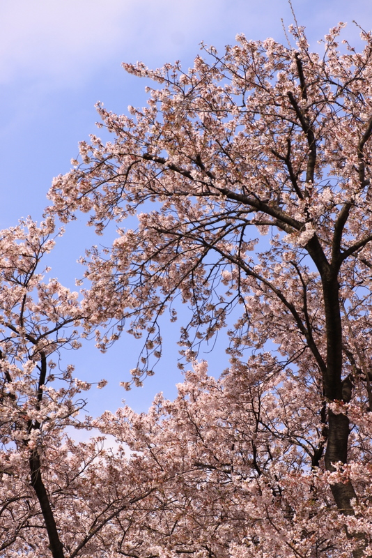 名所じゃないけど近所の桜もいいもんです_b0165522_80511.jpg