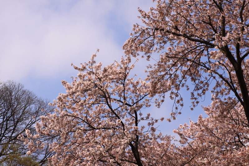 名所じゃないけど近所の桜もいいもんです_b0165522_812487.jpg