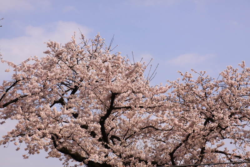 名所じゃないけど近所の桜もいいもんです_b0165522_83164.jpg