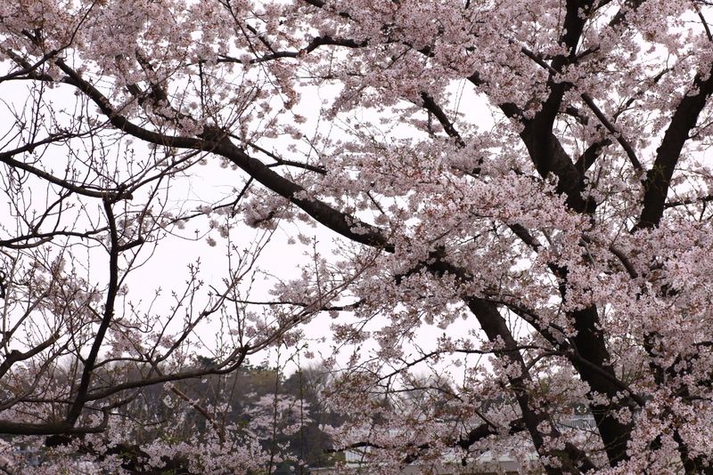 名所じゃないけど近所の桜もいいもんです_b0165522_861585.jpg