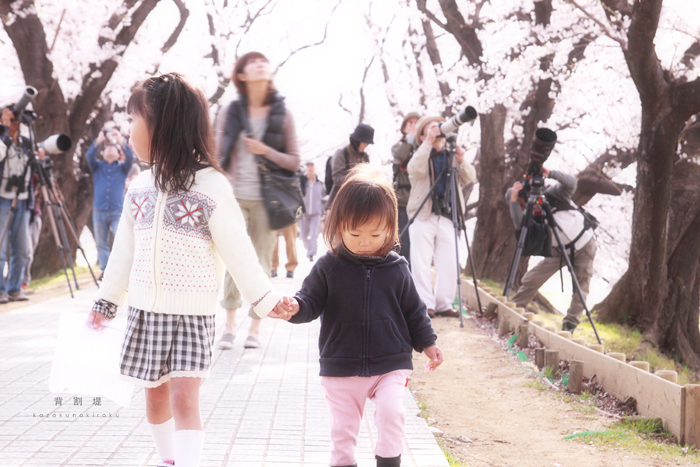  あこがれの京都　31帖　背割堤の桜_c0187922_23231871.jpg