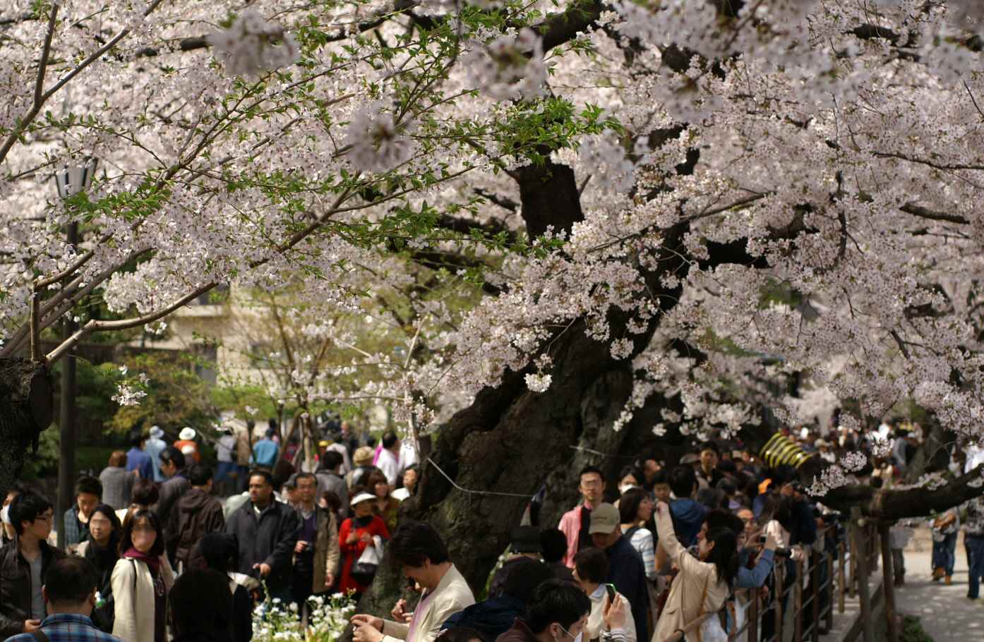 千鳥ヶ淵の桜　２０１１・４・１０_b0033423_16554874.jpg