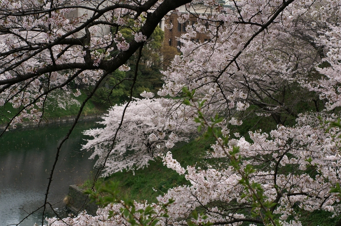 千鳥ヶ淵の桜　２０１１・４・１０_b0033423_16562257.jpg