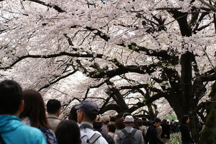 千鳥ヶ淵の桜　２０１１・４・１０_b0033423_16591447.jpg