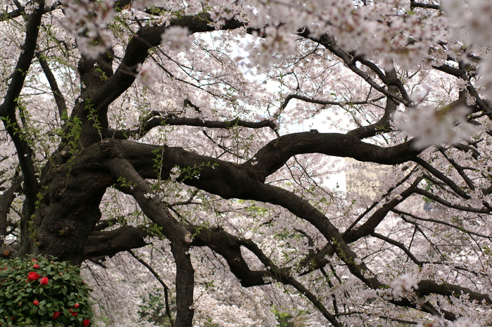 千鳥ヶ淵の桜　２０１１・４・１０_b0033423_1701138.jpg