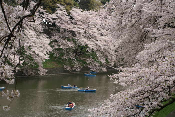 千鳥ヶ淵の桜　２０１１・４・１０_b0033423_1704888.jpg