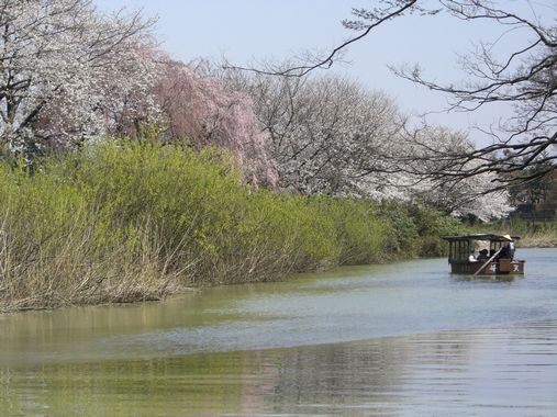 お花見日和　～大聖寺～_c0152123_21404686.jpg