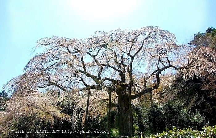 しだれ桜（わたしのお気に入り）_d0083623_22462924.jpg