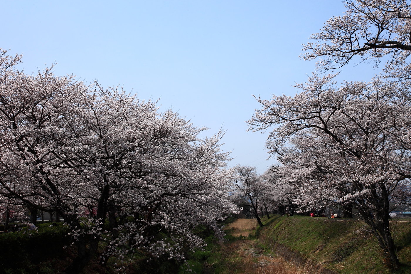 桜紀行_b0164726_2137566.jpg