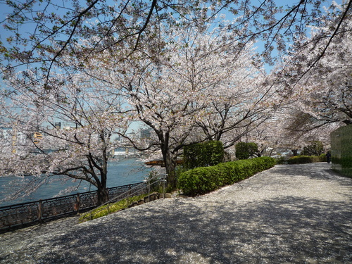 心を癒してくれる桜。。_b0211926_15211833.jpg