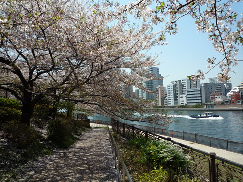 心を癒してくれる桜。。_b0211926_15215054.jpg