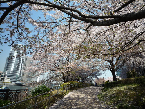 心を癒してくれる桜。。_b0211926_1522849.jpg
