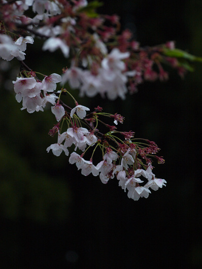 春雨の中の桜_d0052327_639883.jpg
