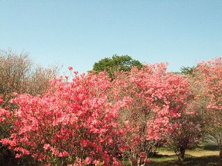 f0035830_228487.jpg