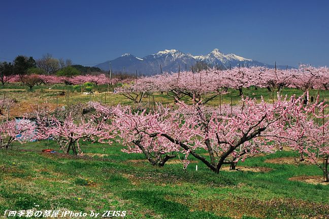 新府桃源郷にて_a0195032_2127279.jpg