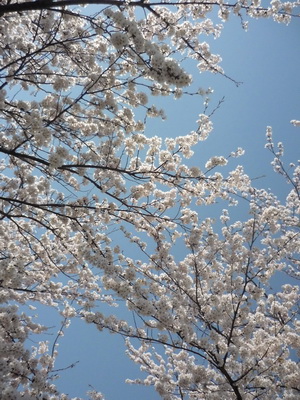 桜　満開。_a0164533_21414326.jpg