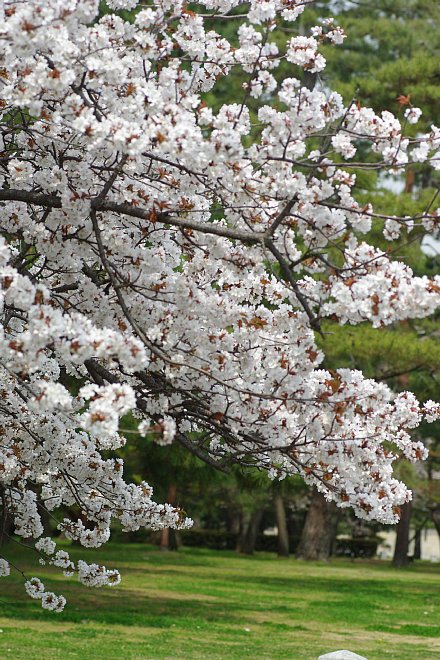 京都日帰り桜巡り　　　京都御苑_e0171336_18301163.jpg