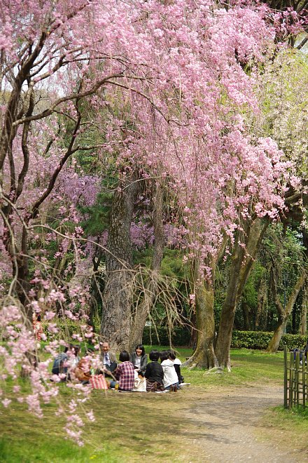 京都日帰り桜巡り　　　京都御苑_e0171336_18351626.jpg