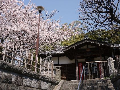 長昌寺も桜満開です♪　（富岡花散歩・３)_f0232136_2371367.jpg