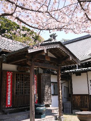 長昌寺も桜満開です♪　（富岡花散歩・３)_f0232136_2381279.jpg