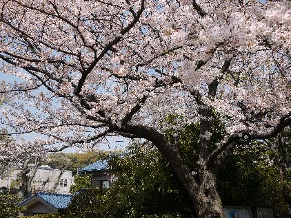 長昌寺も桜満開です♪　（富岡花散歩・３)_f0232136_2382235.jpg