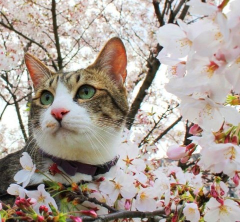 おはにゃとおはな猫 空編。_a0143140_2322218.jpg