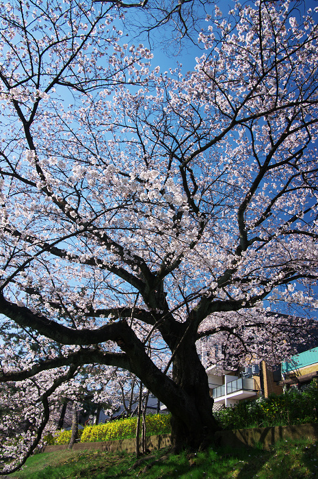 鴨川のしだれ桜（出町柳）_f0155048_0143098.jpg