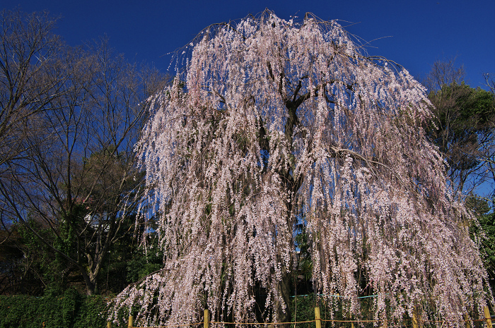 鴨川のしだれ桜（出町柳）_f0155048_0145615.jpg