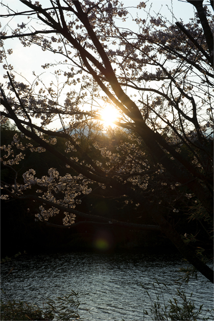 黒杭ダムの夕日桜_b0200750_21162814.jpg