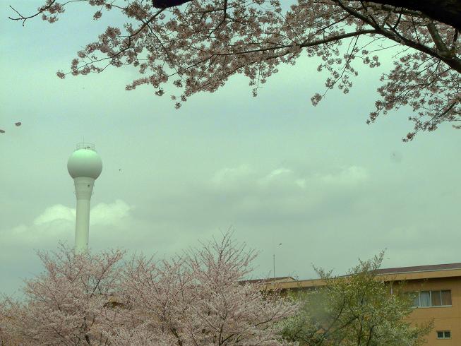 自衛隊朝霞駐屯地の桜_e0099753_03713.jpg