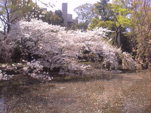 さくら、さくら。_e0060555_18203978.jpg