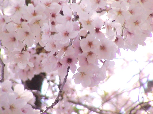さくら、さくら。_e0060555_18251122.jpg