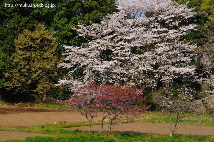 見沼田圃の桜_c0124256_20344447.jpg