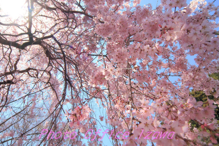 青梅市「梅岩寺しだれ桜」_c0181958_058317.jpg