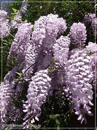 サルデーニャ島、満開の藤の花_e0218058_5311665.jpg