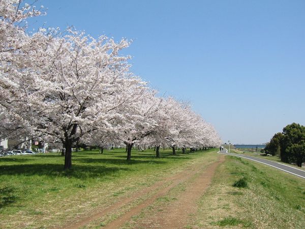 桜・桜・桜_c0115660_13464331.jpg