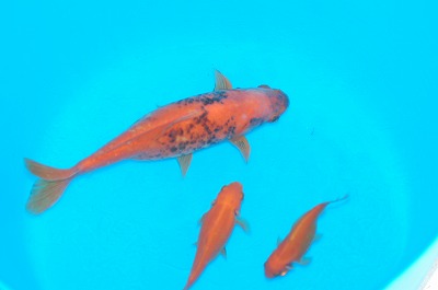 c0180460_1756368.jpg