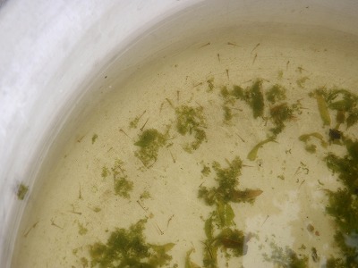 c0180460_1758131.jpg