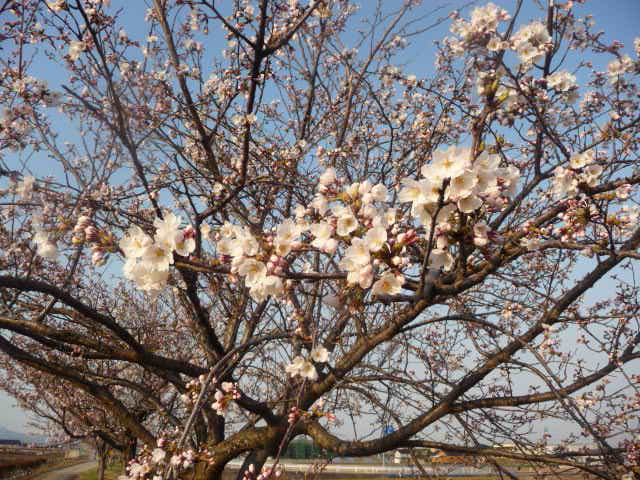 今日もオラが在所・下条川の花たち_f0208760_18171973.jpg